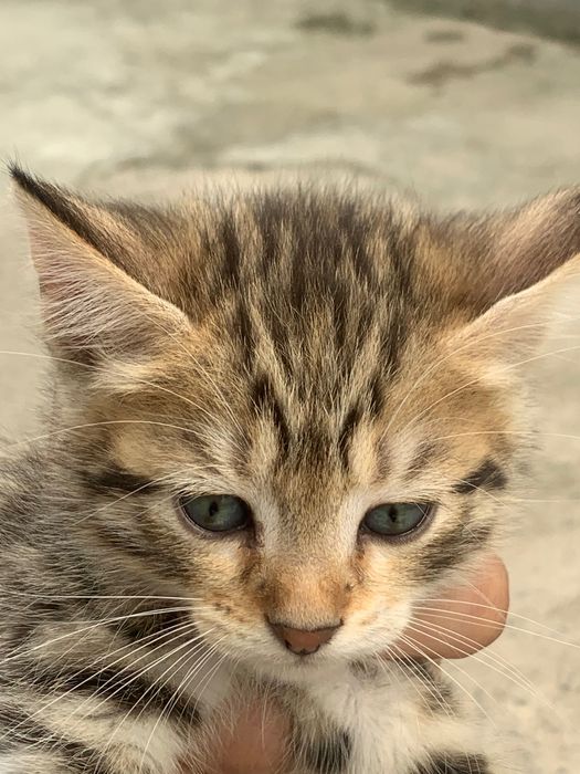 Отдам в хорошие руки