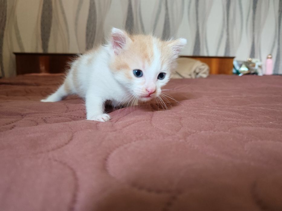 Подарявам котенце