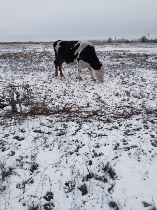 Продам Дойных коров