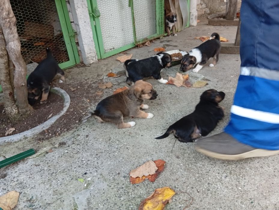 малки сладки кученца