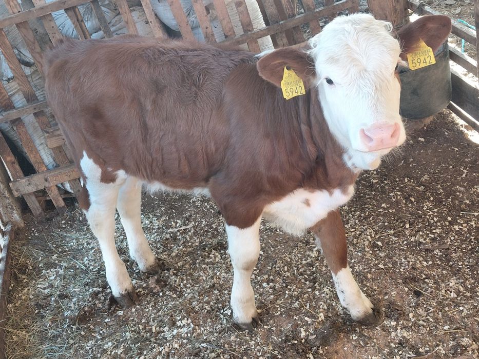 Vitea baltat romanesc