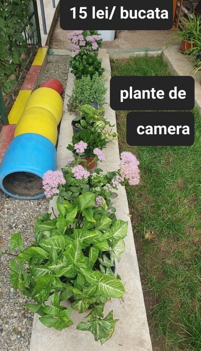 Planta Syngonium si altele