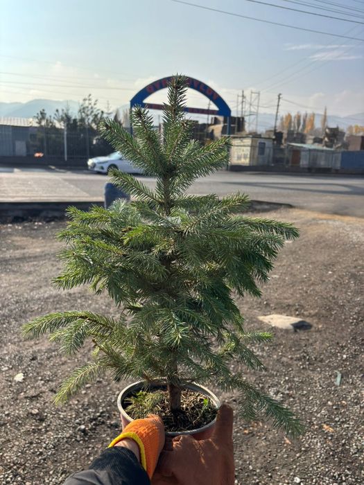 Новогодняя ёлка голубая ель от Питомника звоните прямо сейчас