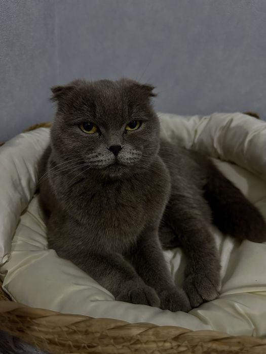 Отдам кошечку, породистую