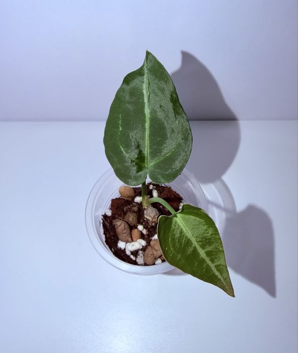 Антуриум, комнатные растения, комнатные цветы