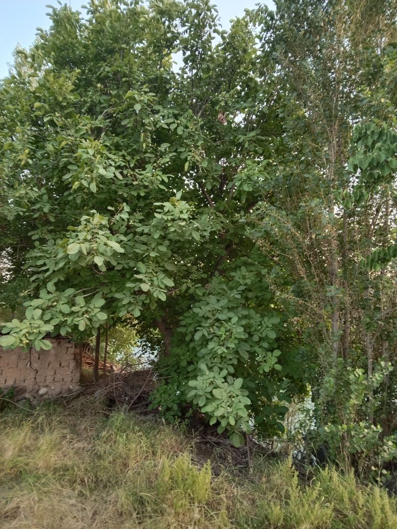 Dacha uchun er uchaska sotiladi