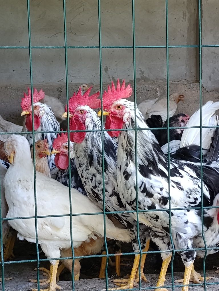 Домашние ПЕТУХИ Леггорн далматинец