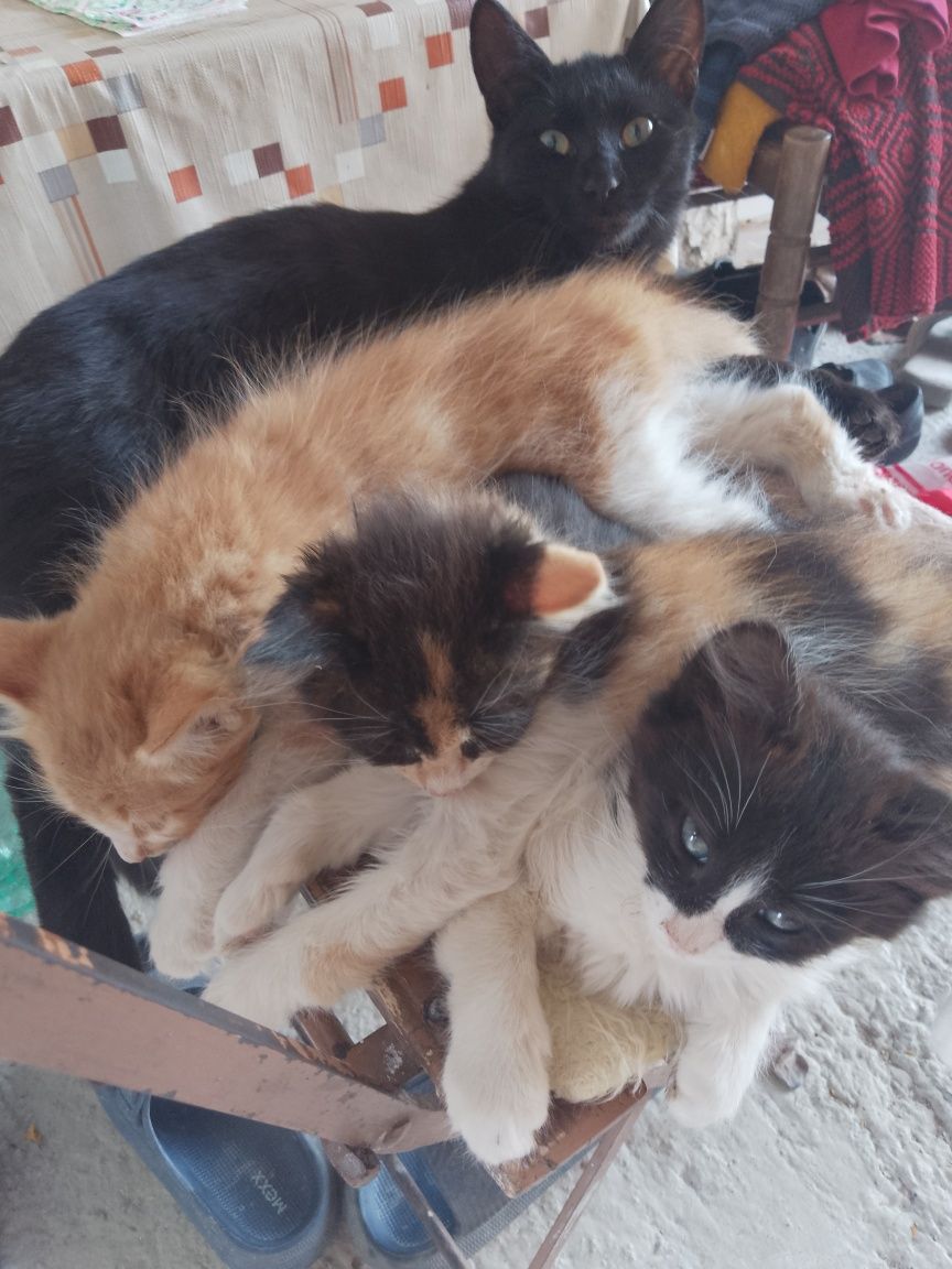 Подарявам котенца