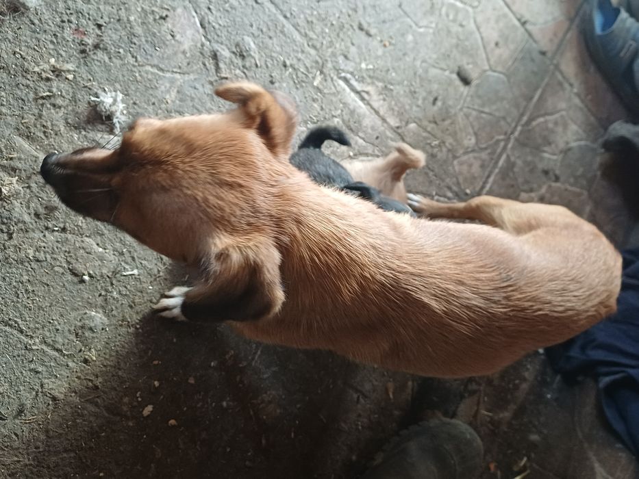 Donez cățelușe pitice