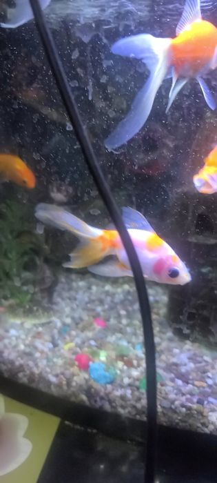 Akvarium baliqlari bilan sotiladi
