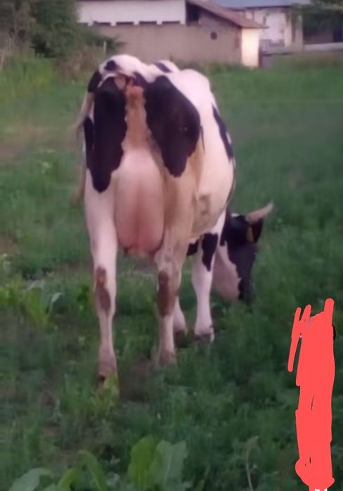 Holstein Friza cu certificat de origine