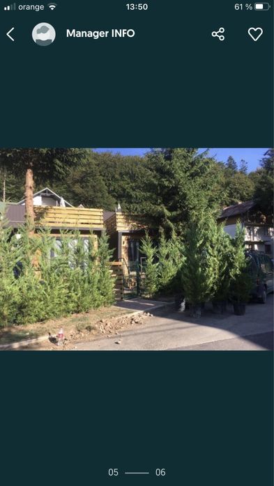 Tei / Mesteceni / Plante Ornamentale