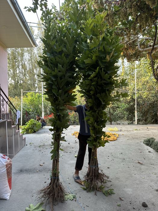 Чинор бор Chinor sotiladi