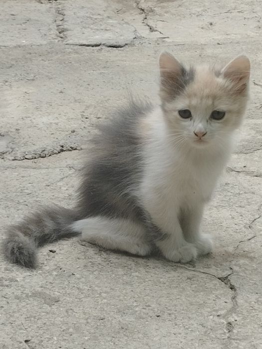 Отдам в хорошие руки.