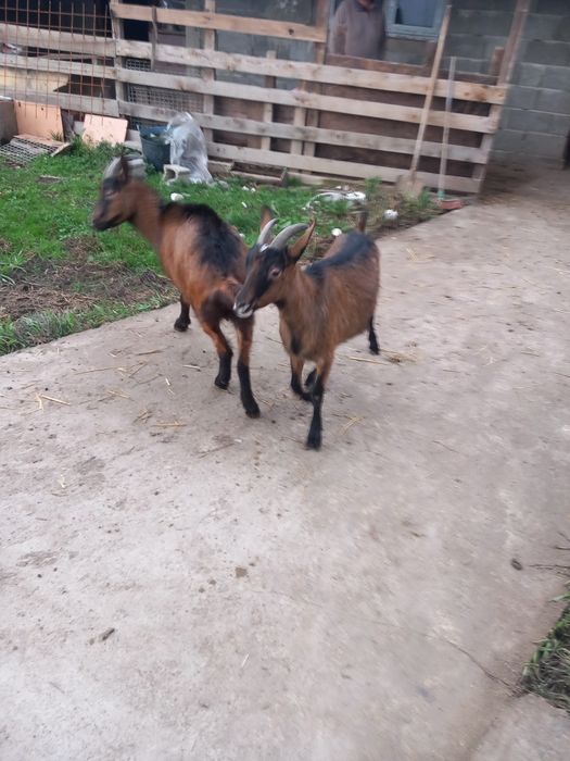 Vind edite alpin francez