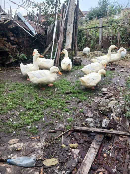 Rate Pekin .rasă de Carne.