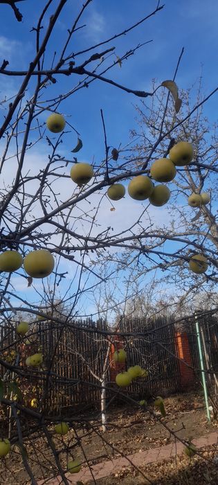 Продам яблоки поздний сорт.