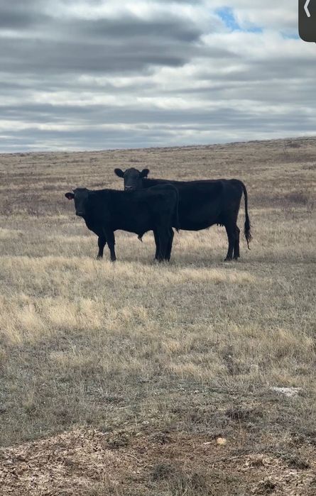 Крупные бычки подсосные 2 головы