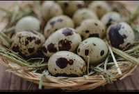 Продаются перепелиные очень полезные вкусные домашние крупные яйца