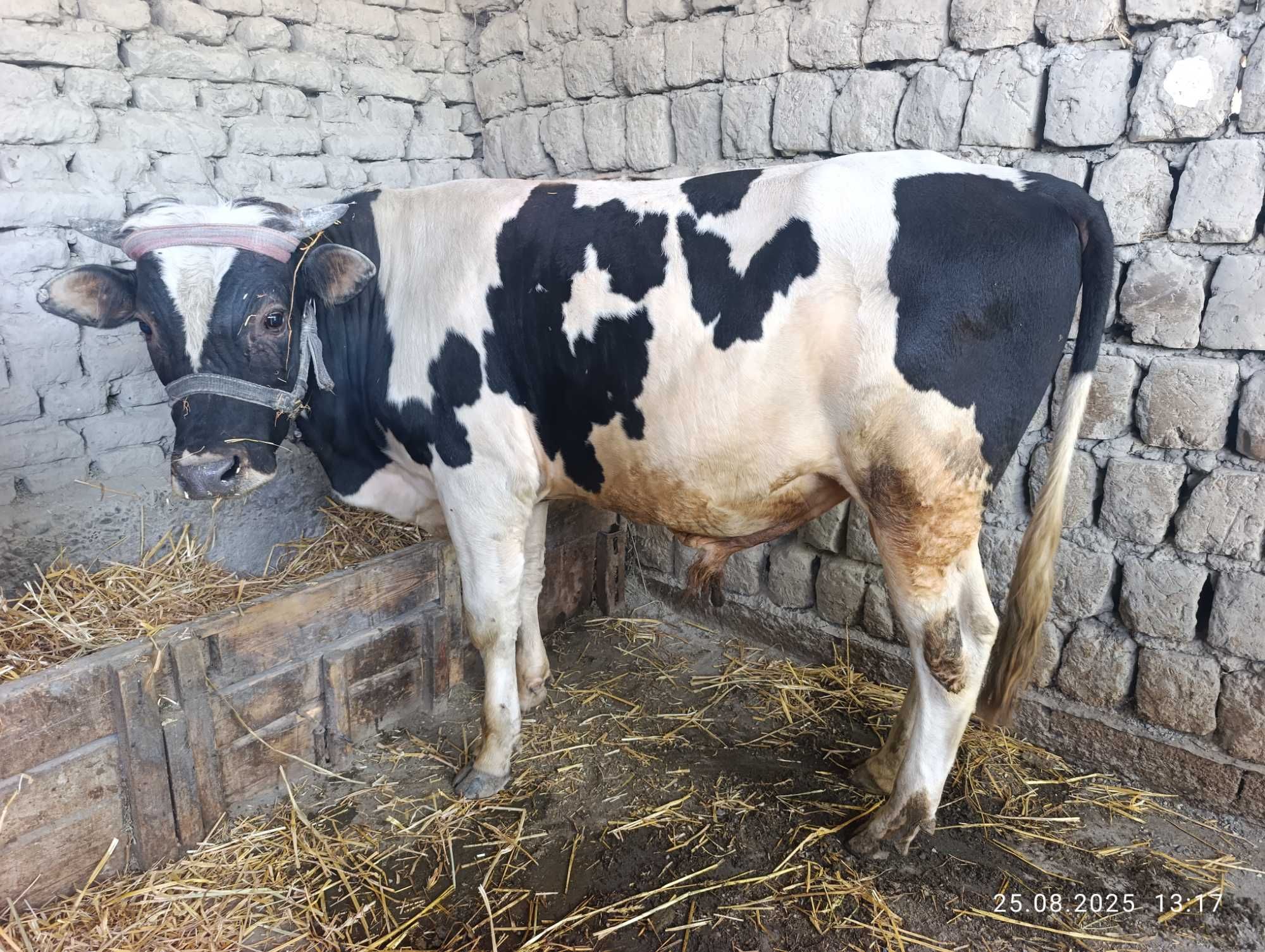 Navoschalar boqishga