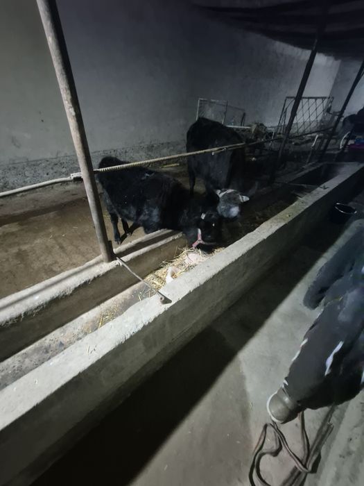 Ona bola sigir  va qornida 3 oylik bugoz
