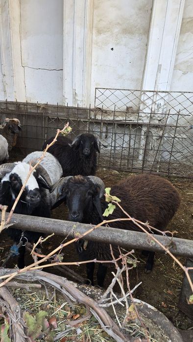 Tagallar tez va arzon narxlarda sotiladi