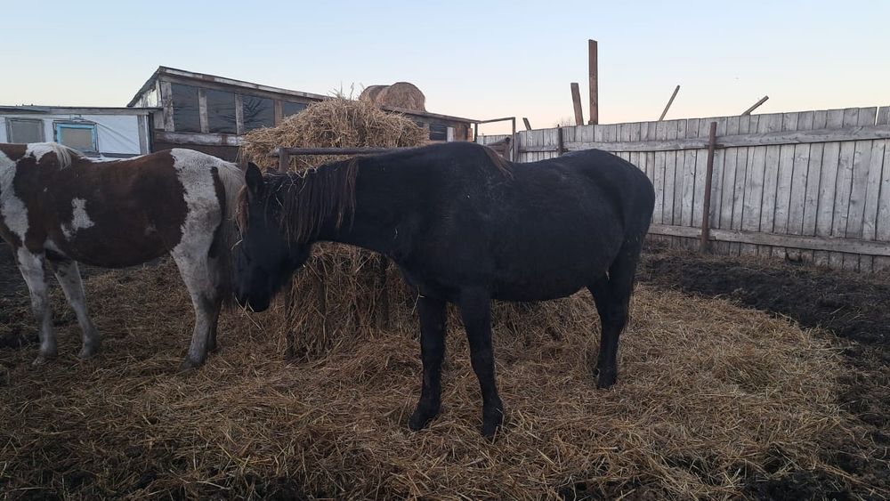 Продам оптом  лошадей,8 голов
