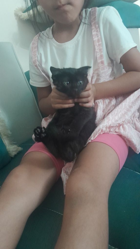 Отдам котят в добрые руки. Котята чистые, знают лоток