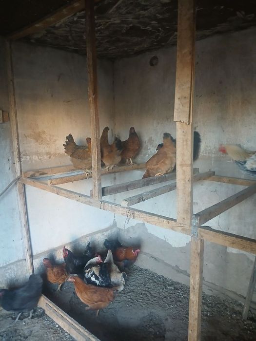 Товук хорозлар сотилади