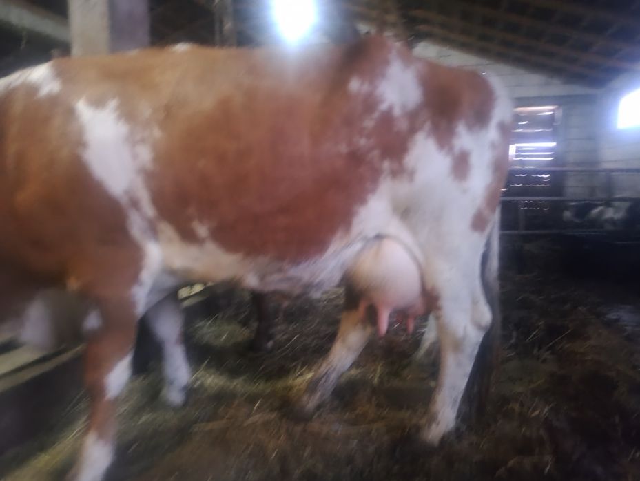 Vând vaca de 4 ani cu lapte