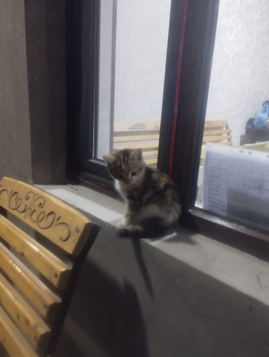 Мушук текинга 2 ойлик