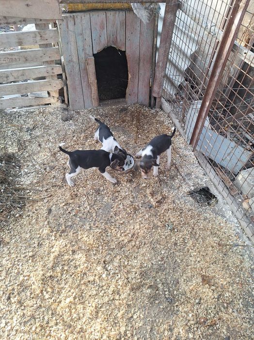 Гончие щенки от рабочих 2 мес