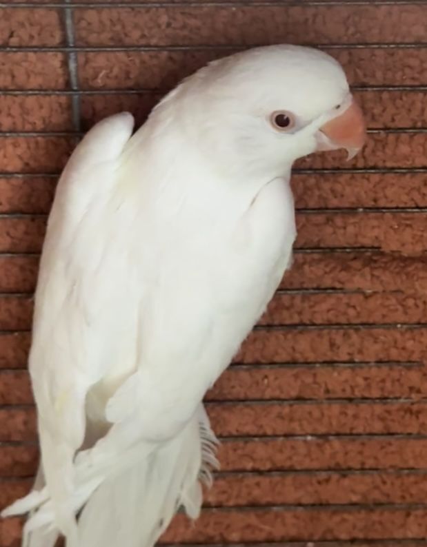 Papagal Micul Alexandru si Rosella