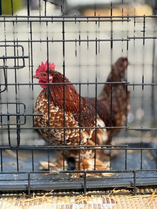 Pereche de gaini mii de florii rosu bobat alb