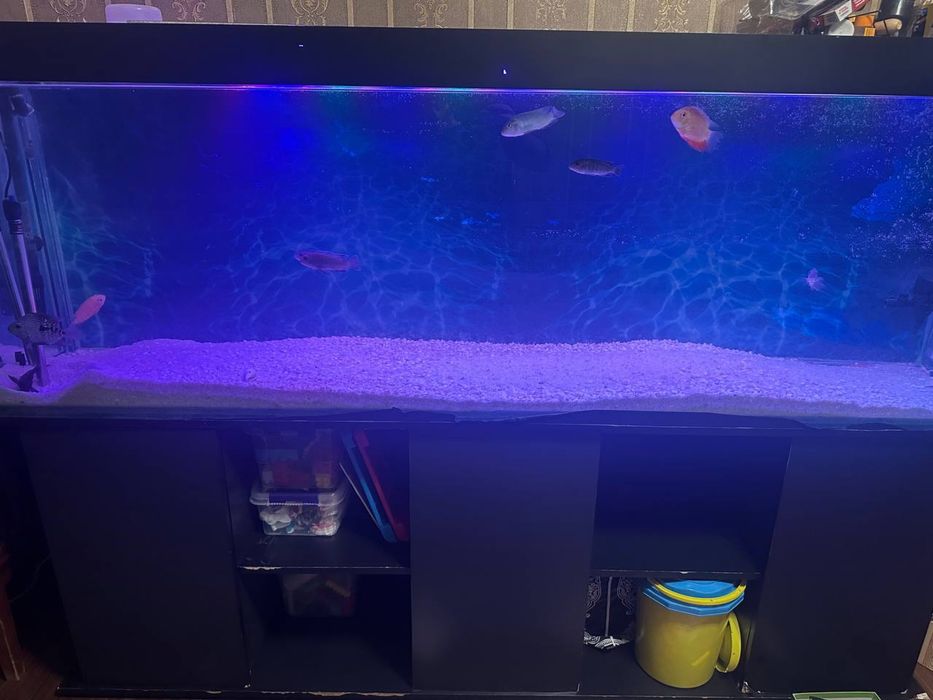 Akvarium sotiladi ichidagi baliqlari bilan