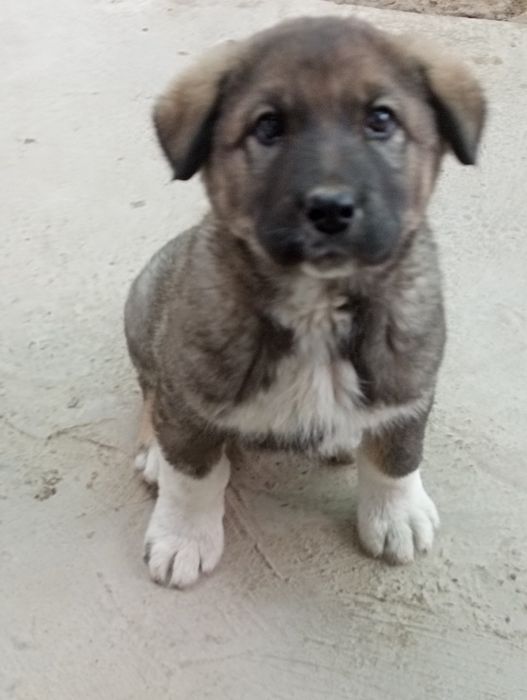 Zotdor it kotta it bolasi