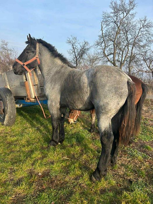 Vând mânz derez foarte frumos