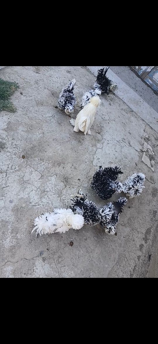 Sotladi 6 tavuxi 2 xurozi bor