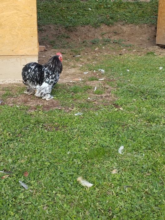 Gaini mii de flori, Cochinchina si matase