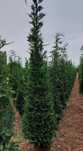 Cupressus leylandii 
Livram în toată țara