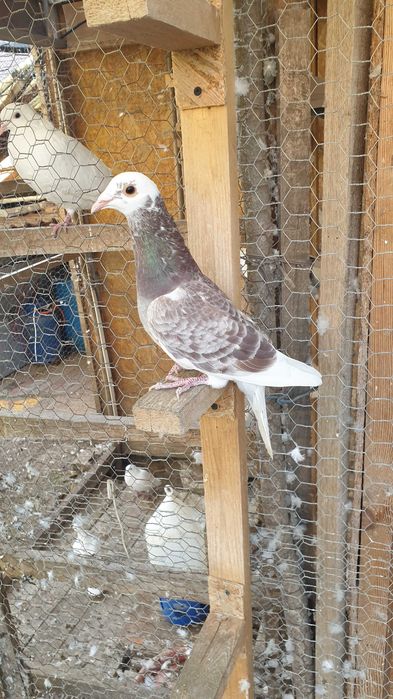 Ocazie! Vand 4 masculi voiajori de concurs cu origini foarte bune!