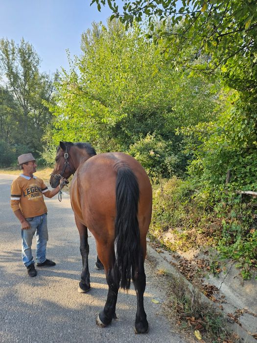Iapă tânără de vânzare