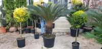 palmieri cycas mai multe dimensiuni