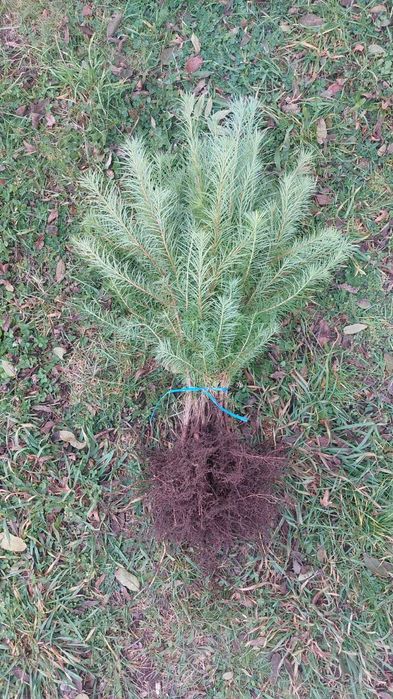 Puieti larice japoneza- Larix kaempferi