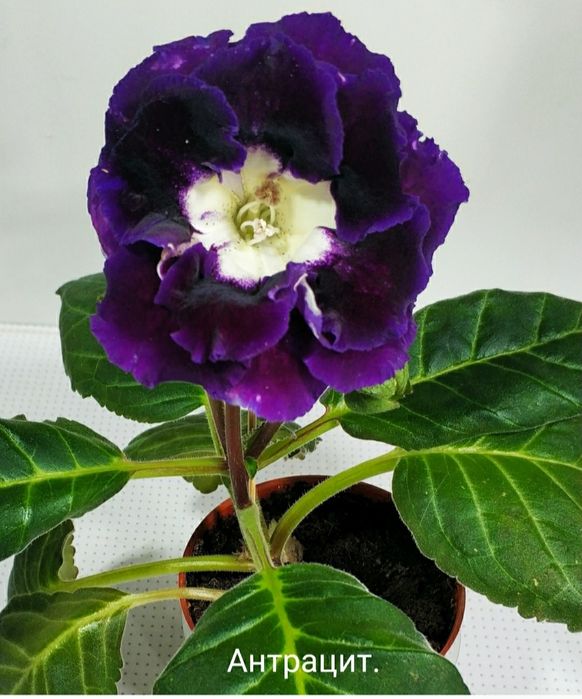 Укоренённые листочки глоксиний