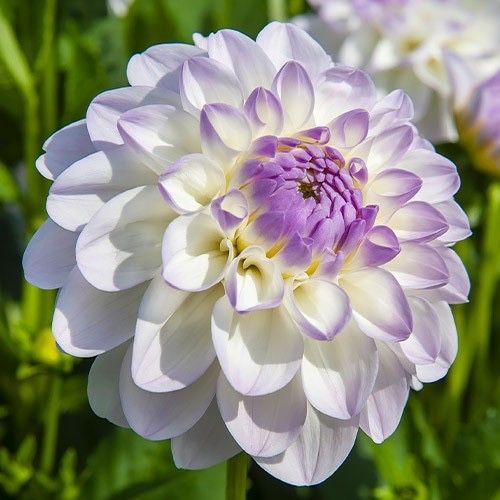 Продам клубни георгин Астана