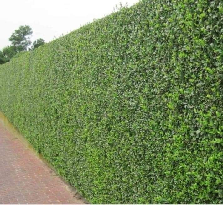 vand plante pentru gard viu ligustrum voulgare (lemn cainesc)
