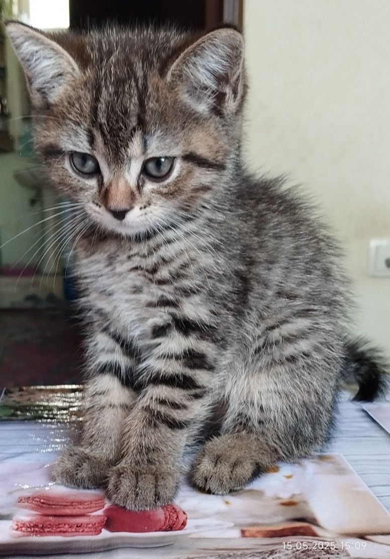Продается котенок 2,5 месяца,скотиш страйт,окрас табби