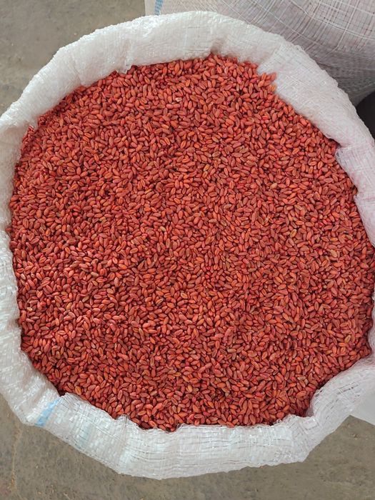 Vând sămânță de grâu Apache C1