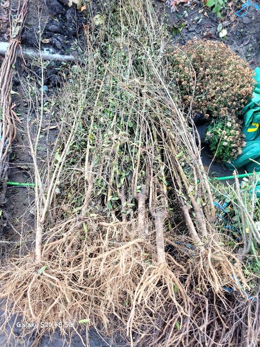 Trandafiri dulceata Rodiu diverse soirui de ciresi. Livrare curier